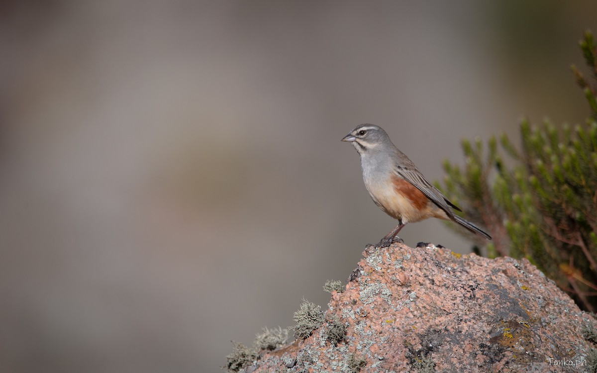 Rufous-sided Warbling Finch - Carlos Maure