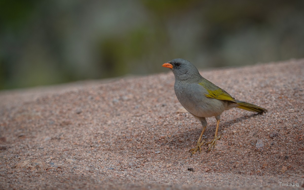 Great Pampa-Finch - ML614012316