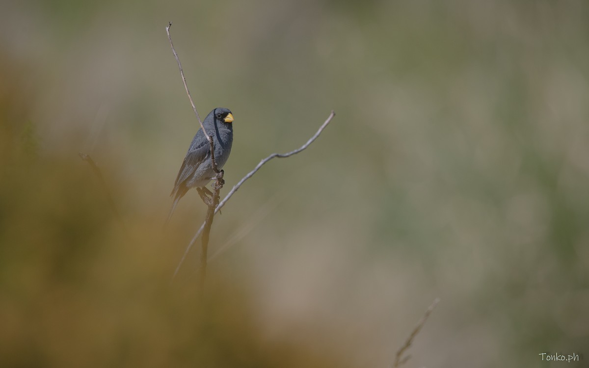 Band-tailed Seedeater - ML614012327