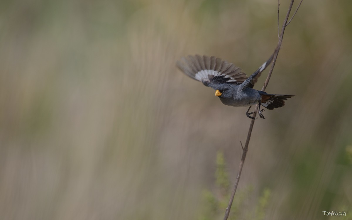 Band-tailed Seedeater - ML614012328