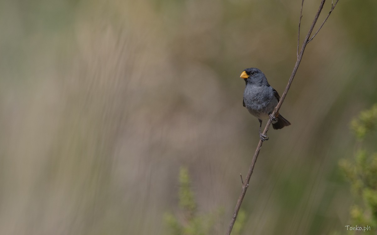 Band-tailed Seedeater - Carlos Maure