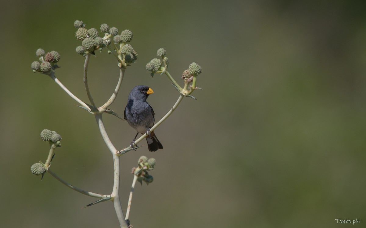 Band-tailed Seedeater - ML614012330