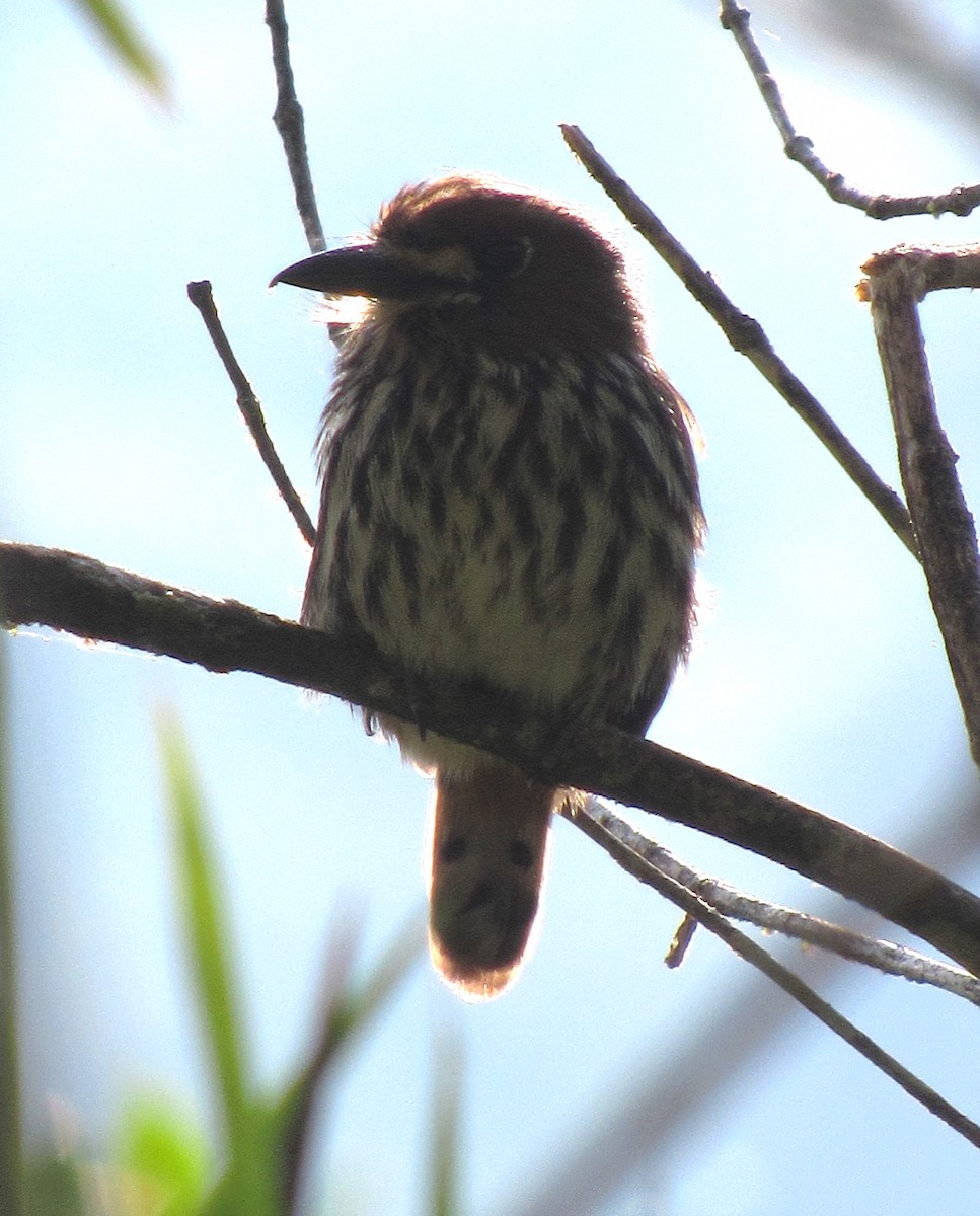 Lanceolated Monklet - ML614012348