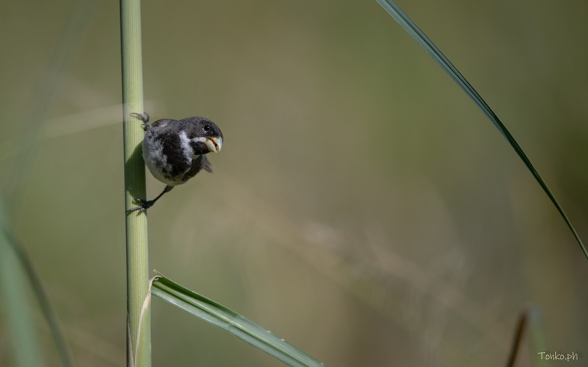 Double-collared Seedeater - ML614012353