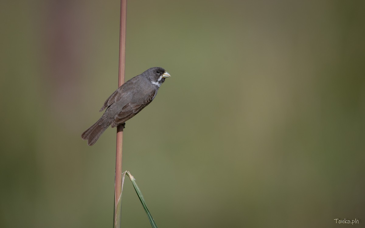 Double-collared Seedeater - ML614012354