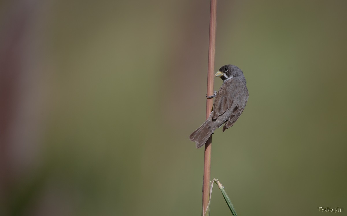 Double-collared Seedeater - ML614012355