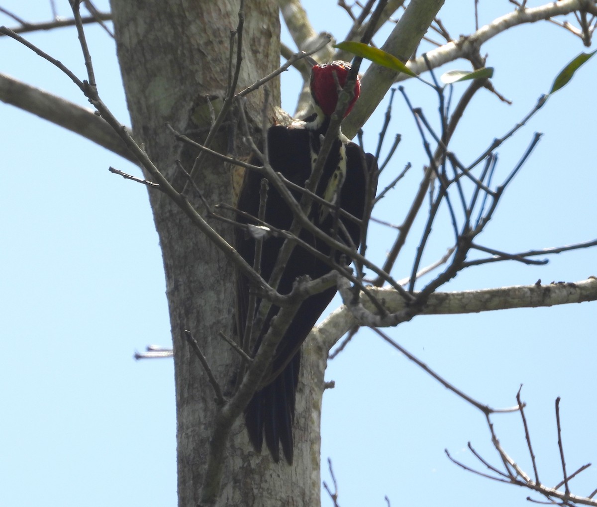 Lineated Woodpecker - Matt Kelly