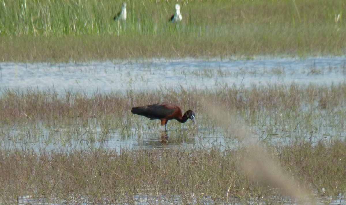 Glossy Ibis - ML614012357