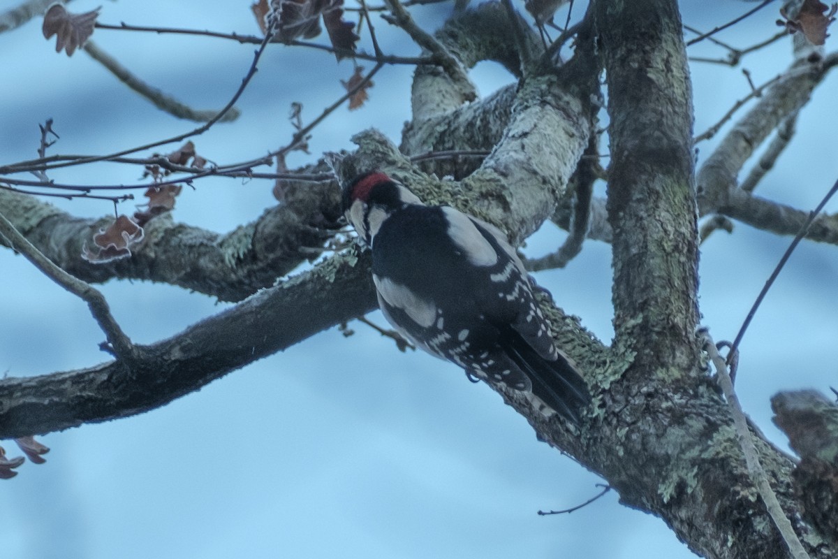 Great Spotted Woodpecker - ML614012390