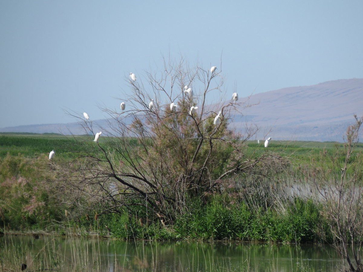 Snowy Egret - ML61401241