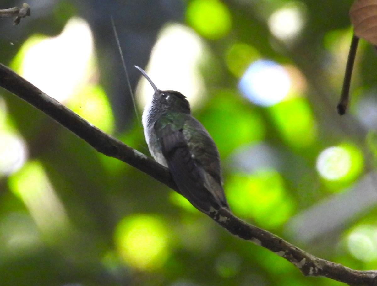 kolibřík běloprsý - ML614012417