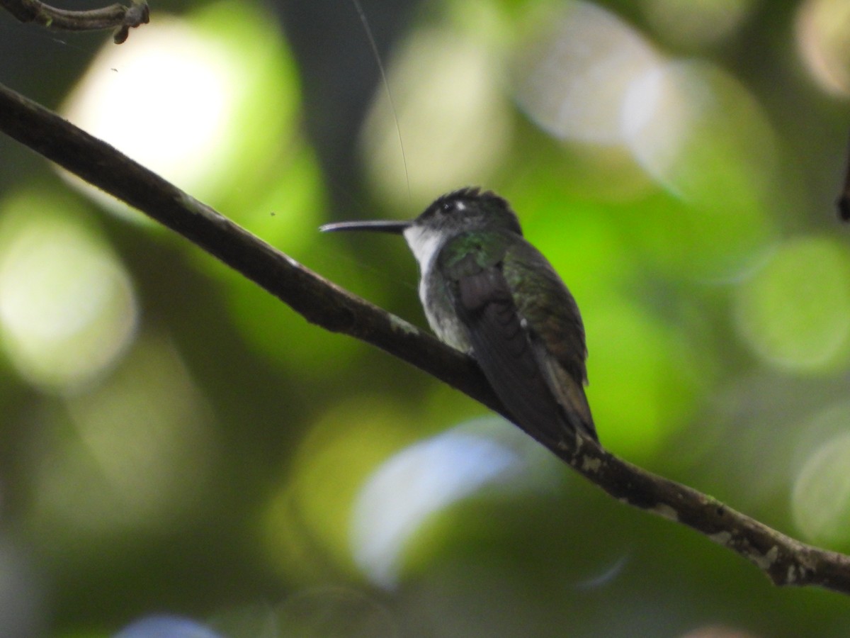 White-chested Emerald - ML614012418