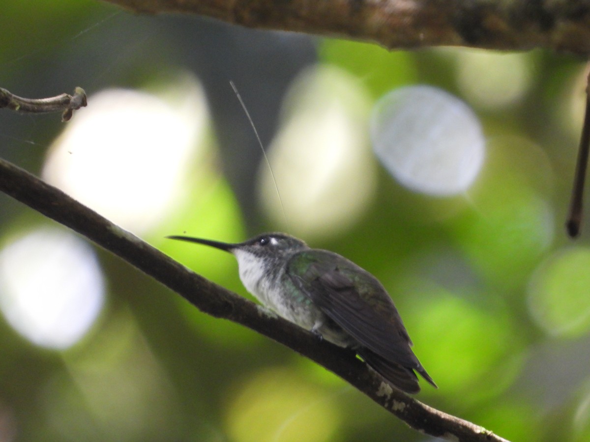 kolibřík běloprsý - ML614012419