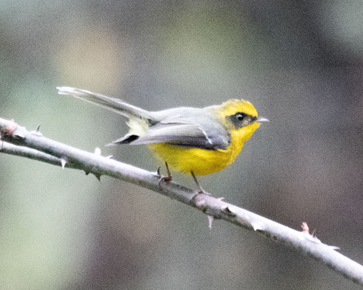 Yellow-bellied Fairy-Fantail - ML614012422