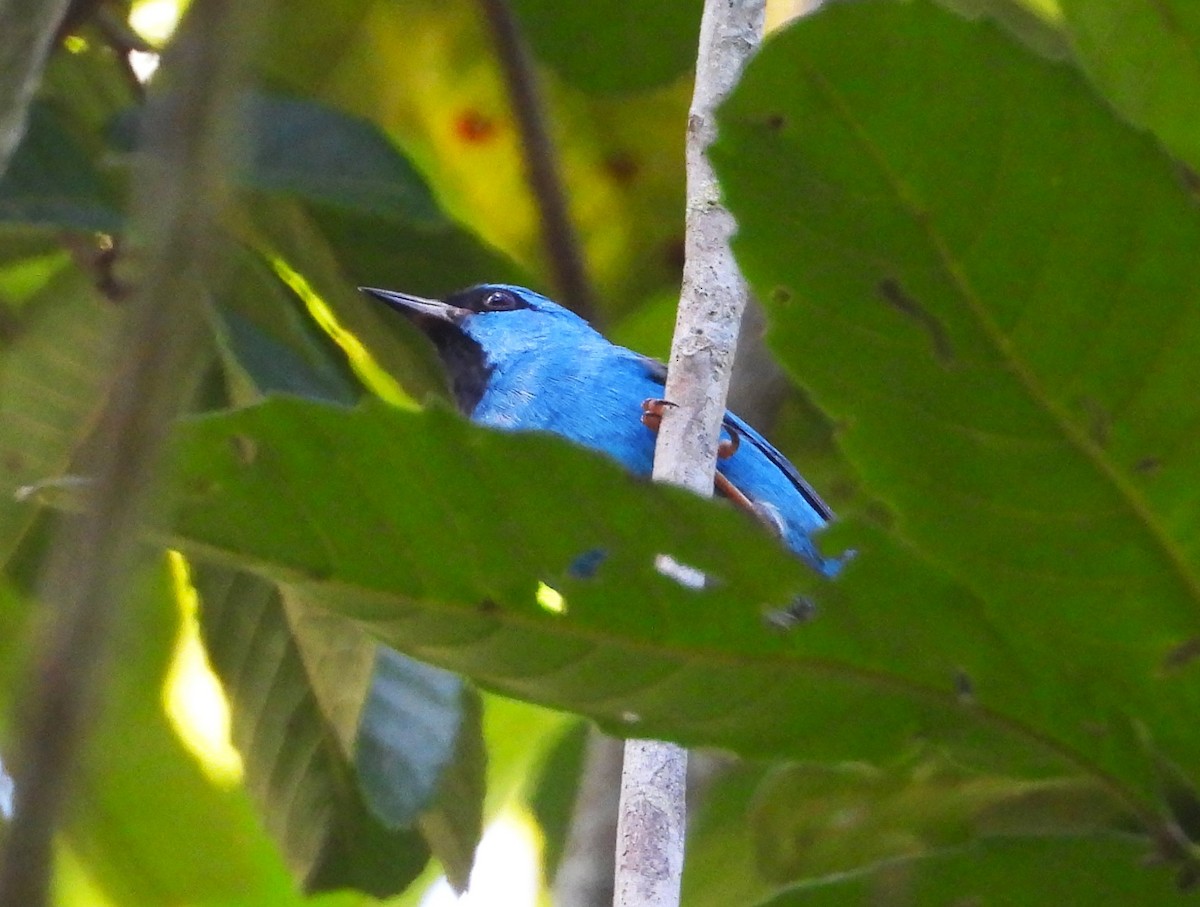 Blue Dacnis - Matt Kelly