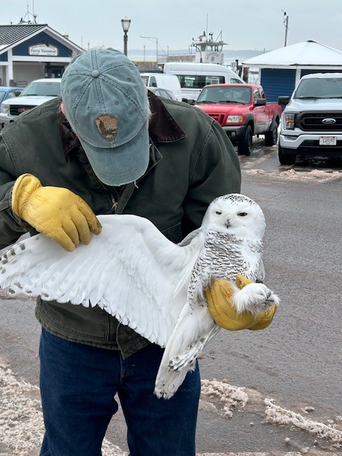Snowy Owl - ML614012496