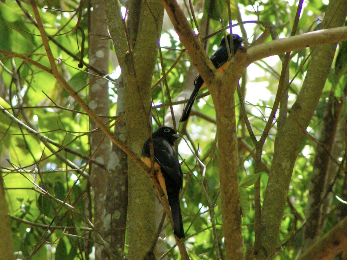 Black-headed Trogon - ML614012515