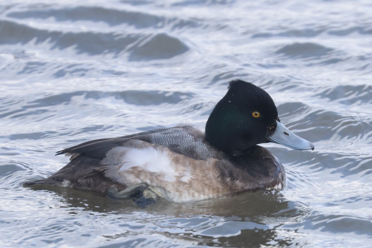 Tufted Duck x Greater Scaup (hybrid) - ML614012520
