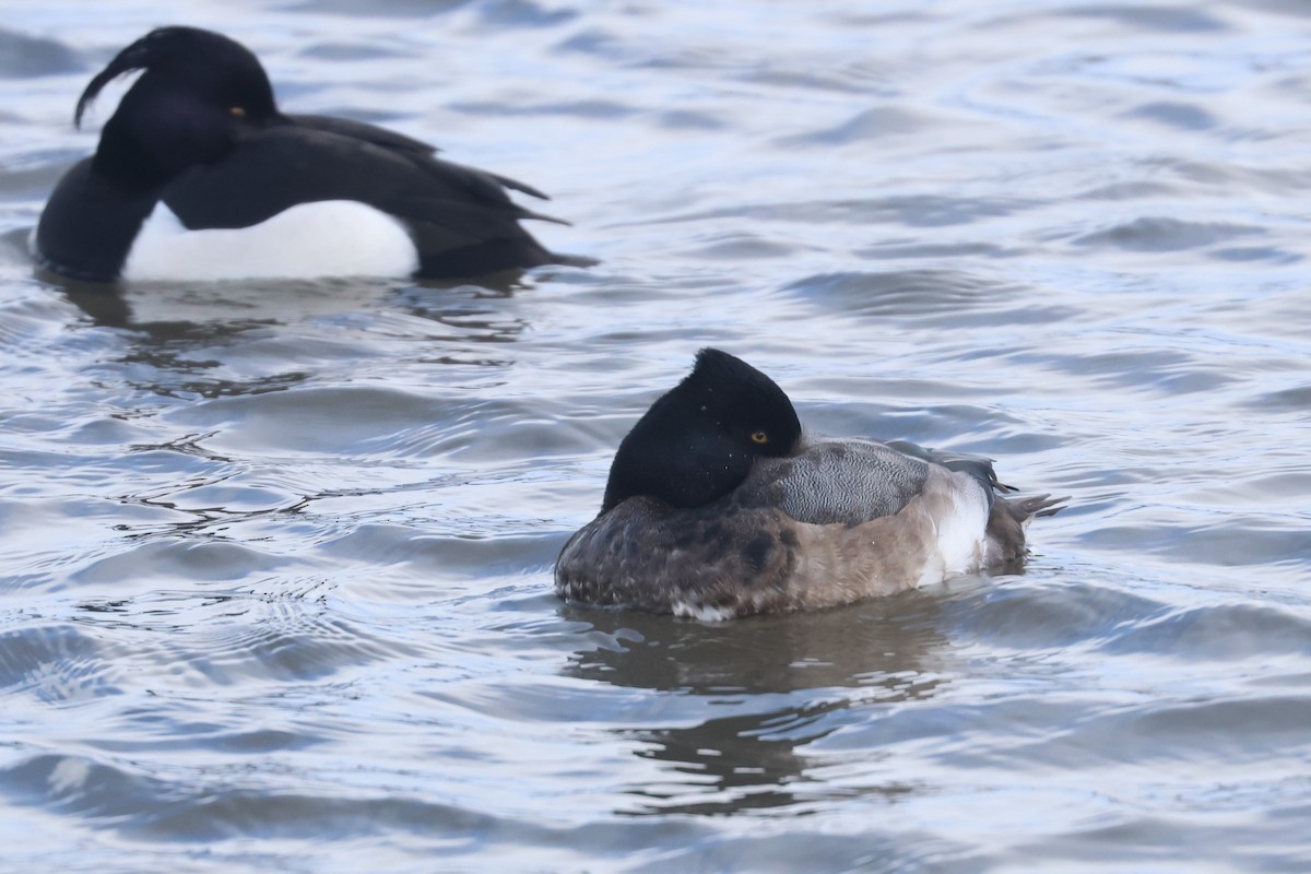 Tufted Duck x Greater Scaup (hybrid) - ML614012521