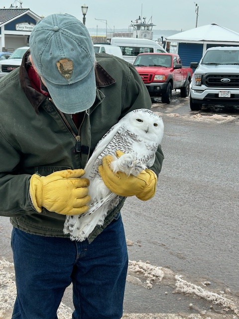 Snowy Owl - ML614012539