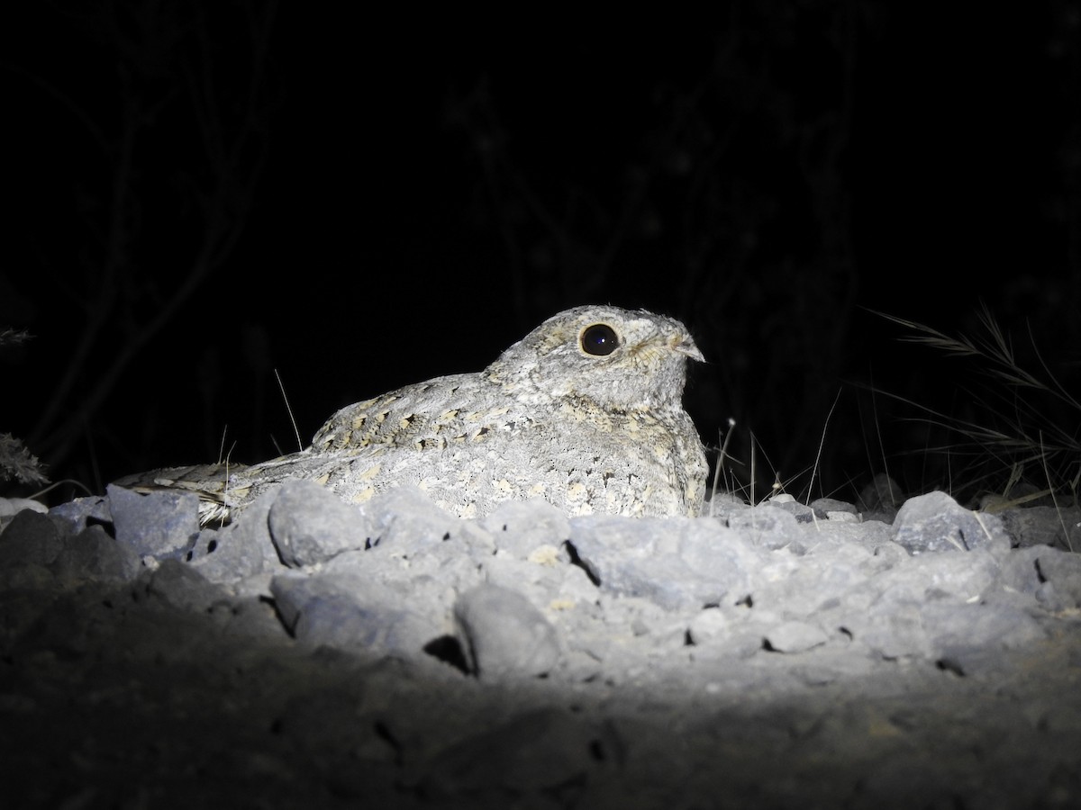 Sykes's Nightjar - ML614012545