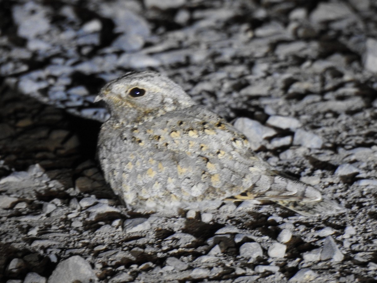 Sykes's Nightjar - ML614012547