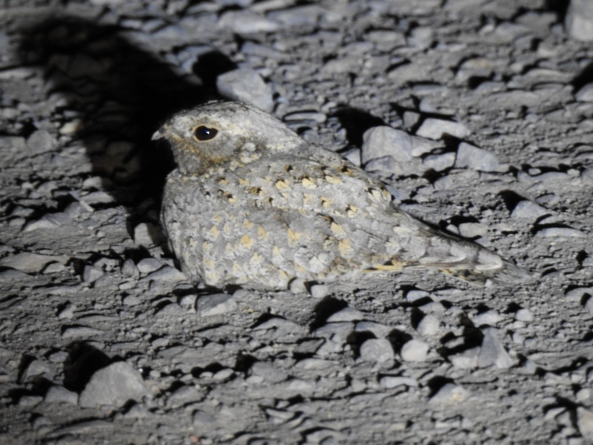 Sykes's Nightjar - ML614012548