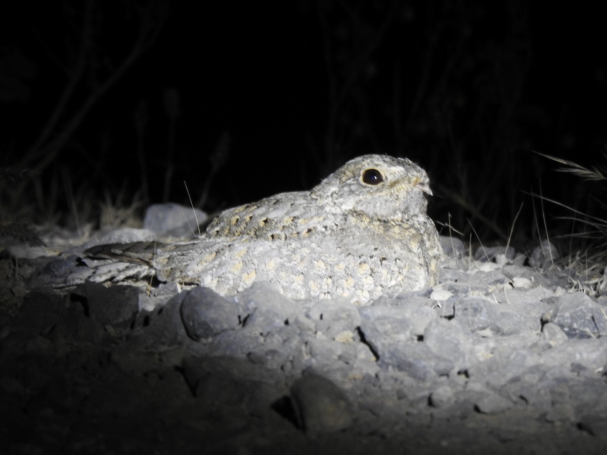 Sykes's Nightjar - ML614012549