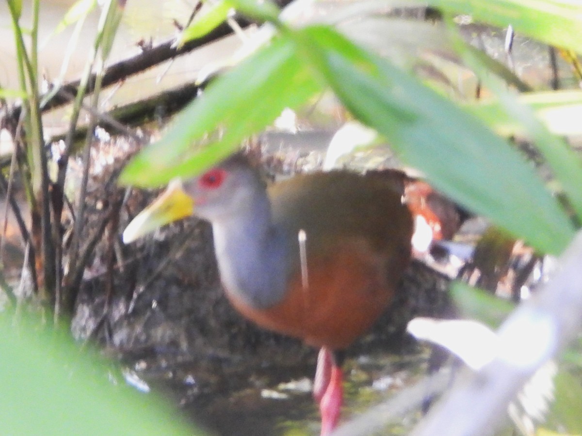 Gray-cowled Wood-Rail - ML614012572