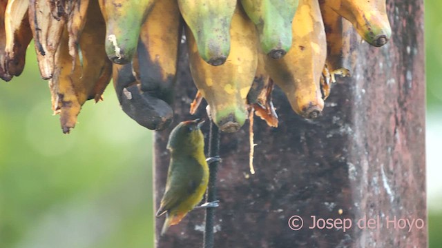 Olive-backed Euphonia - ML614012582