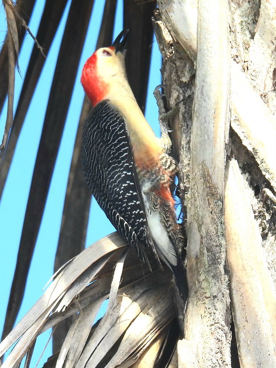 Golden-fronted Woodpecker (Velasquez's) - ML614012698
