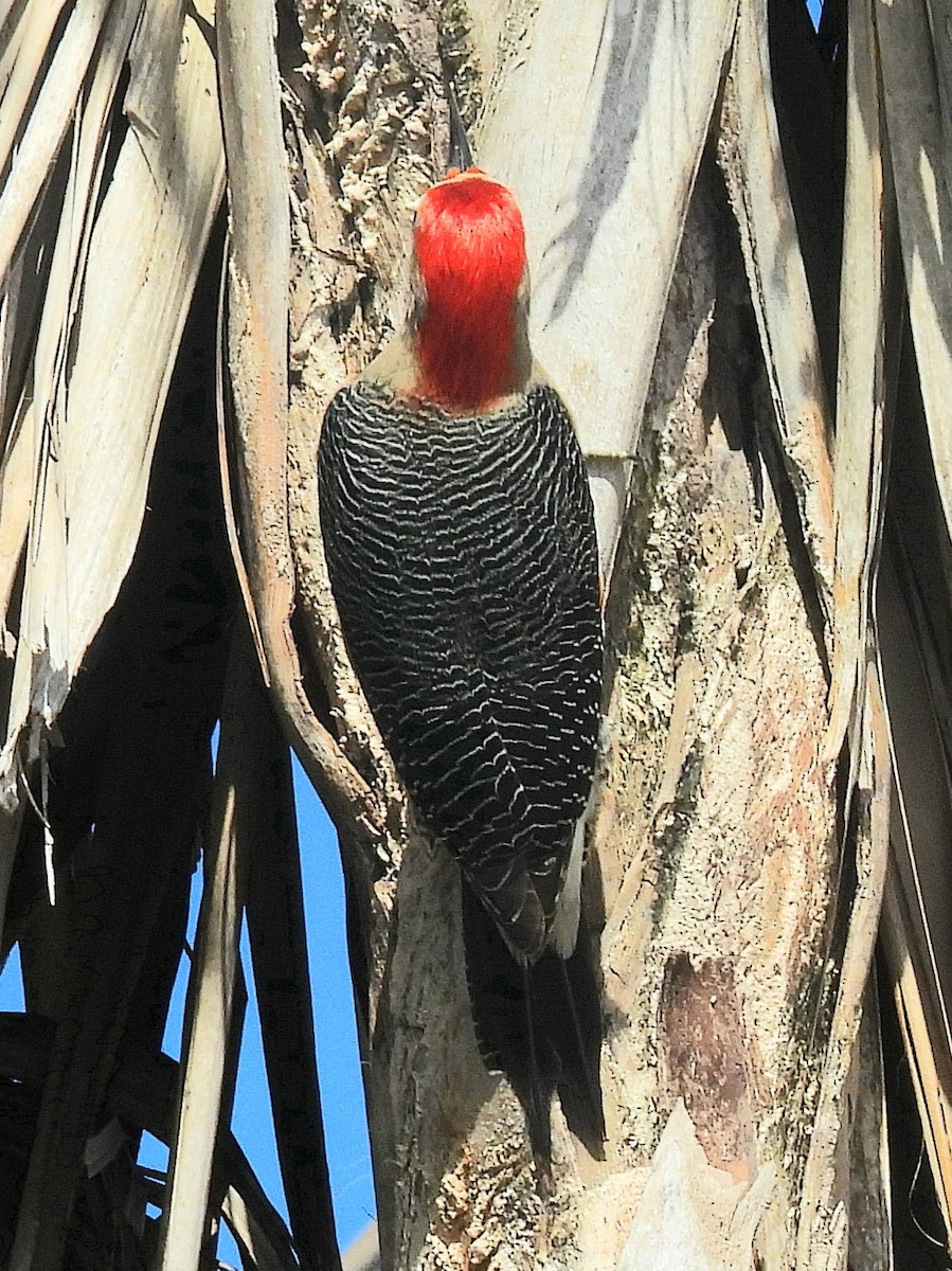 Carpintero Frentidorado (grupo santacruzi) - ML614012699