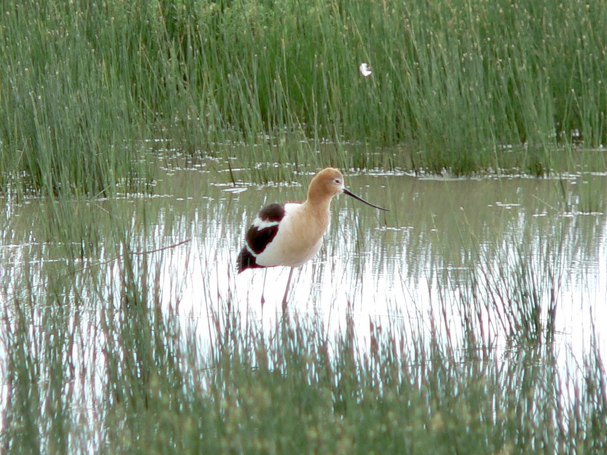 Avocette d'Amérique - ML614012707