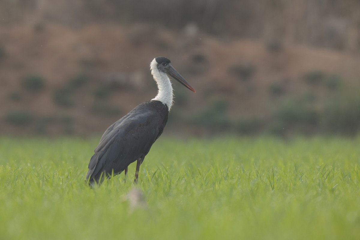 Asian Woolly-necked Stork - Sriram Reddy