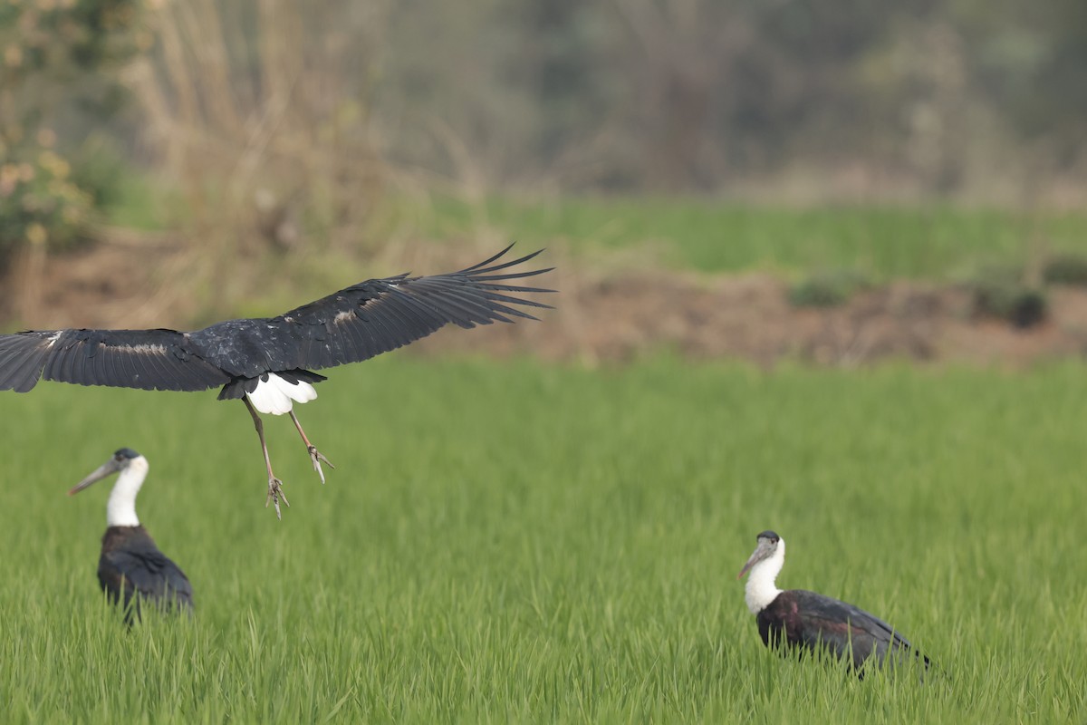 Asian Woolly-necked Stork - Sriram Reddy