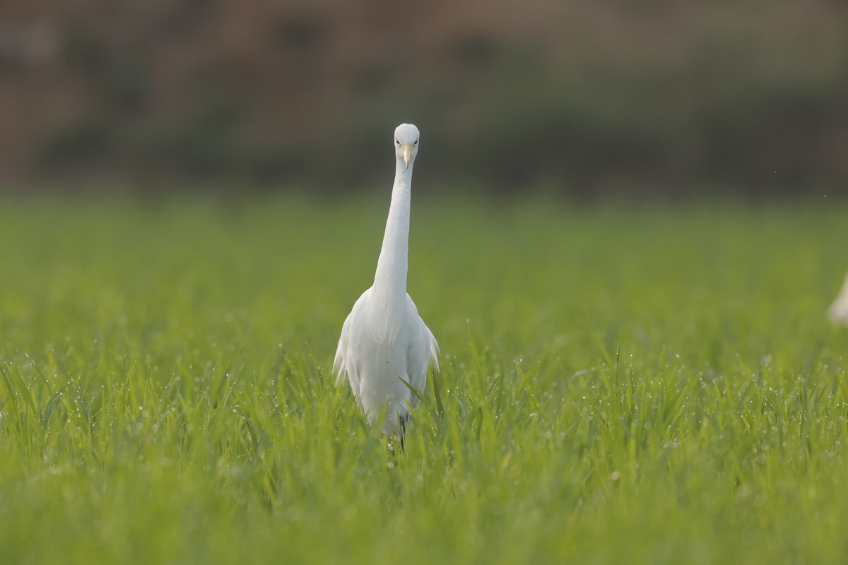 Medium Egret - Sriram Reddy