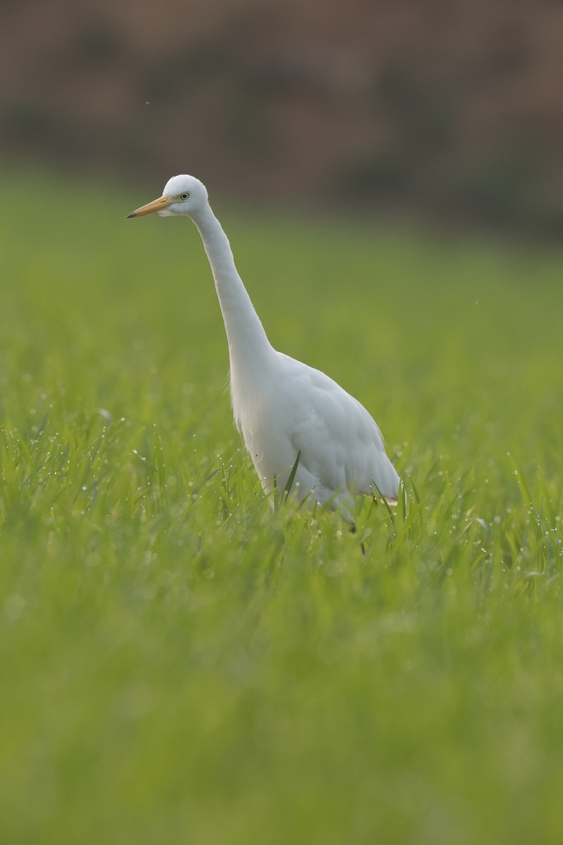 Medium Egret - ML614012811