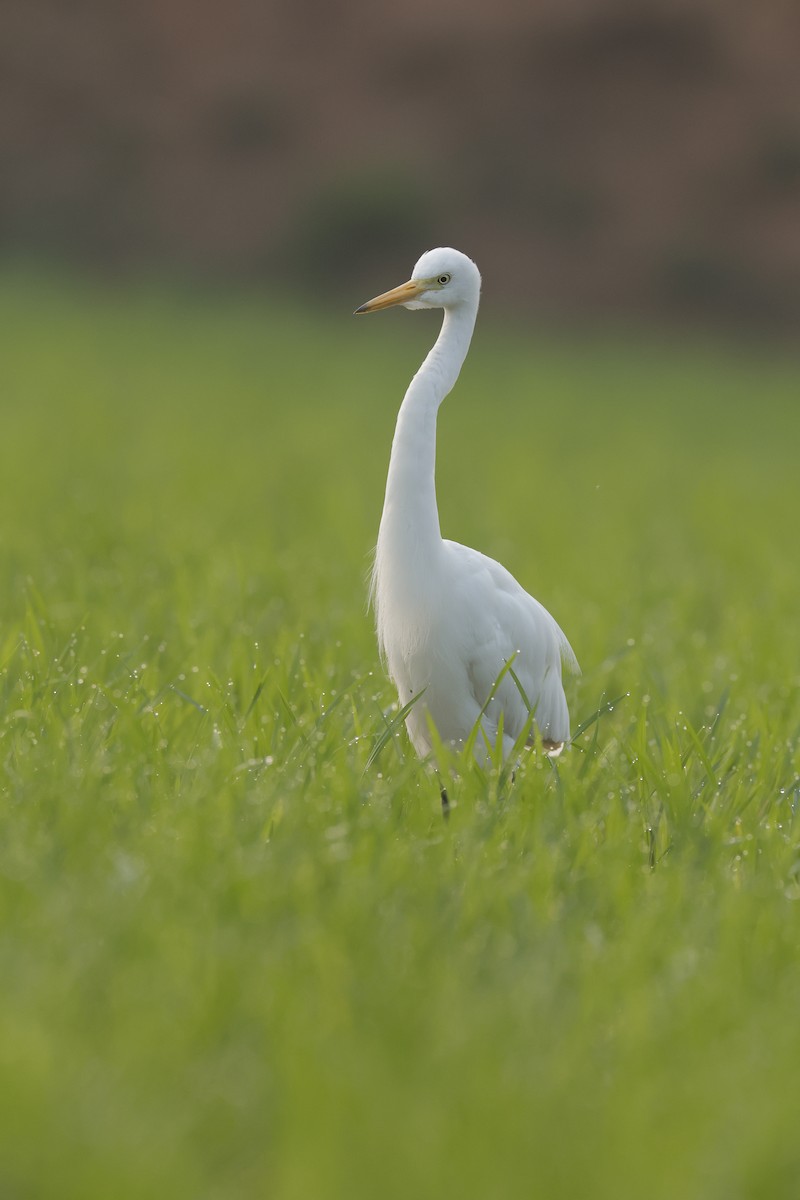 Medium Egret - Sriram Reddy