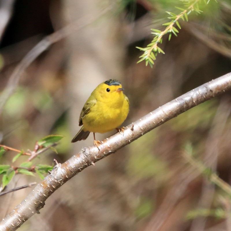Wilson's Warbler - Dave Keith
