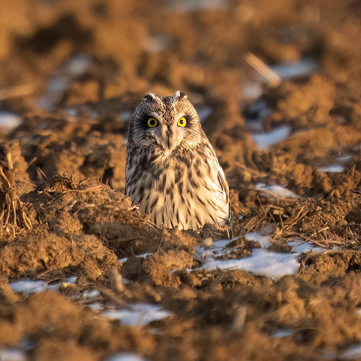 Short-eared Owl - Holger Schneider