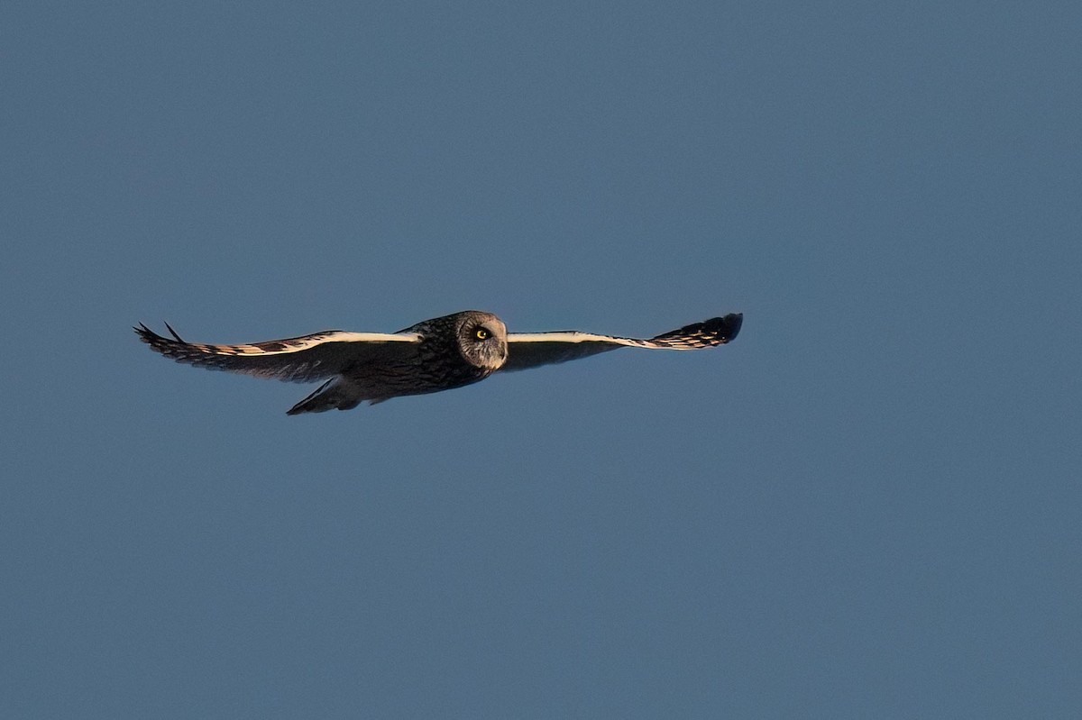 Short-eared Owl - ML614012890