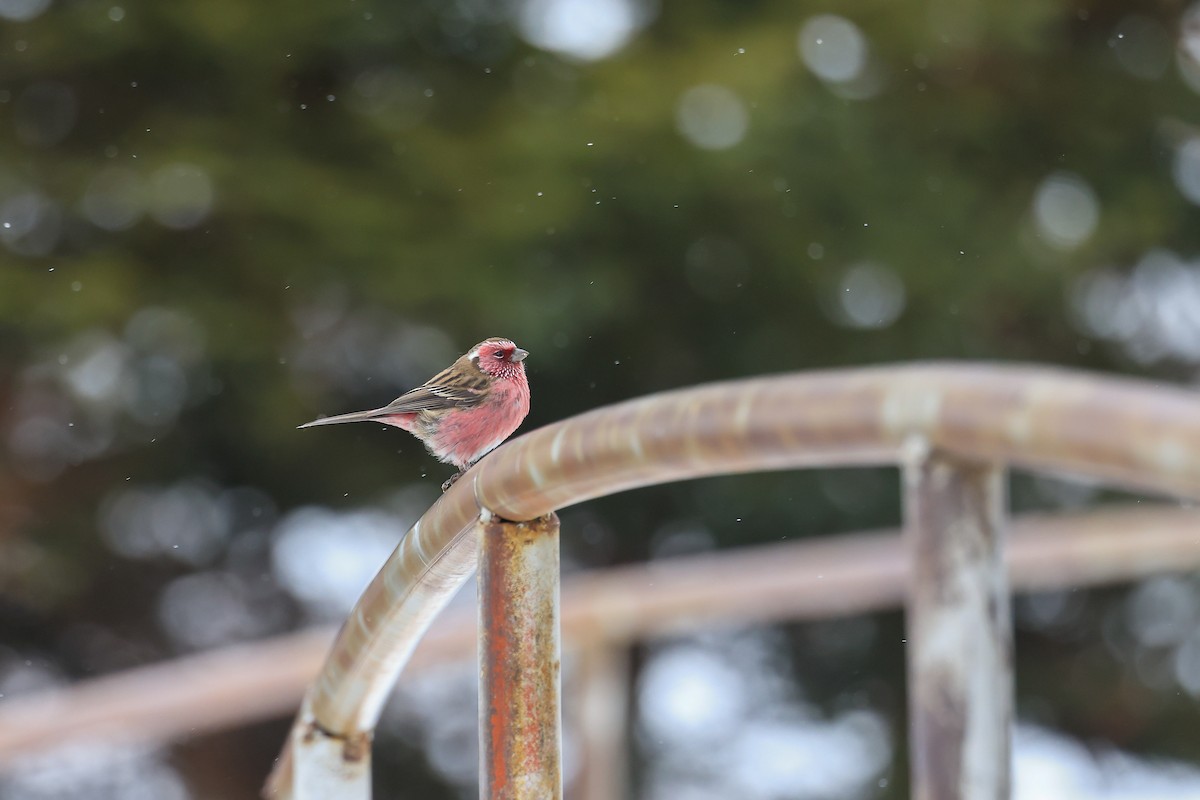 Chinese White-browed Rosefinch - ML614012906