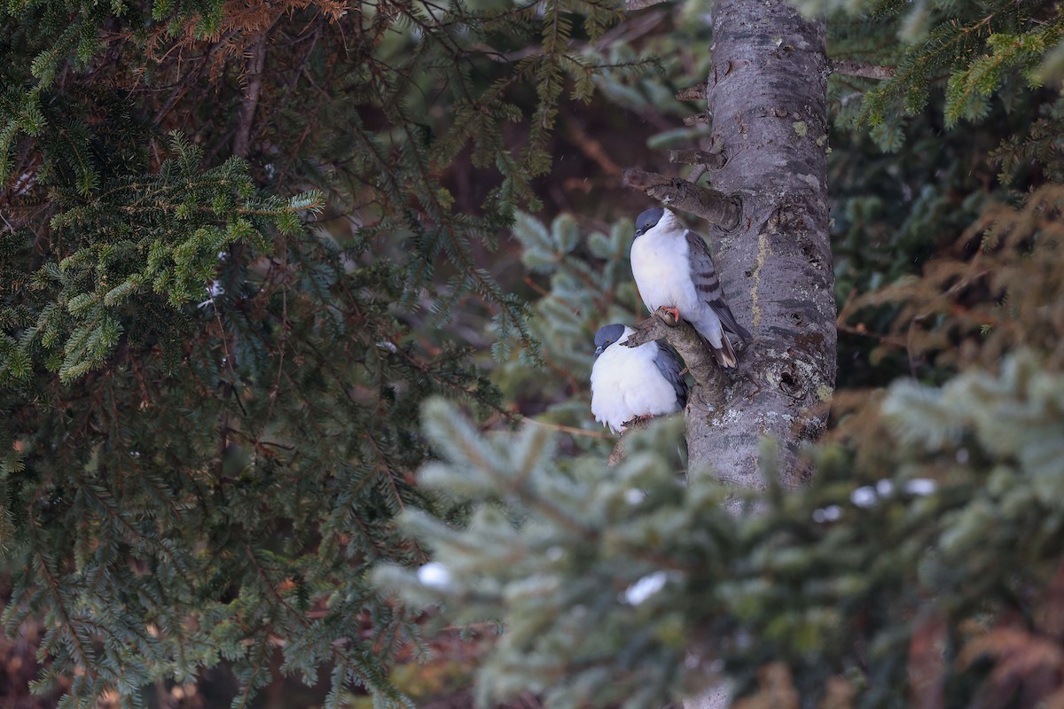 Snow Pigeon - ML614012908