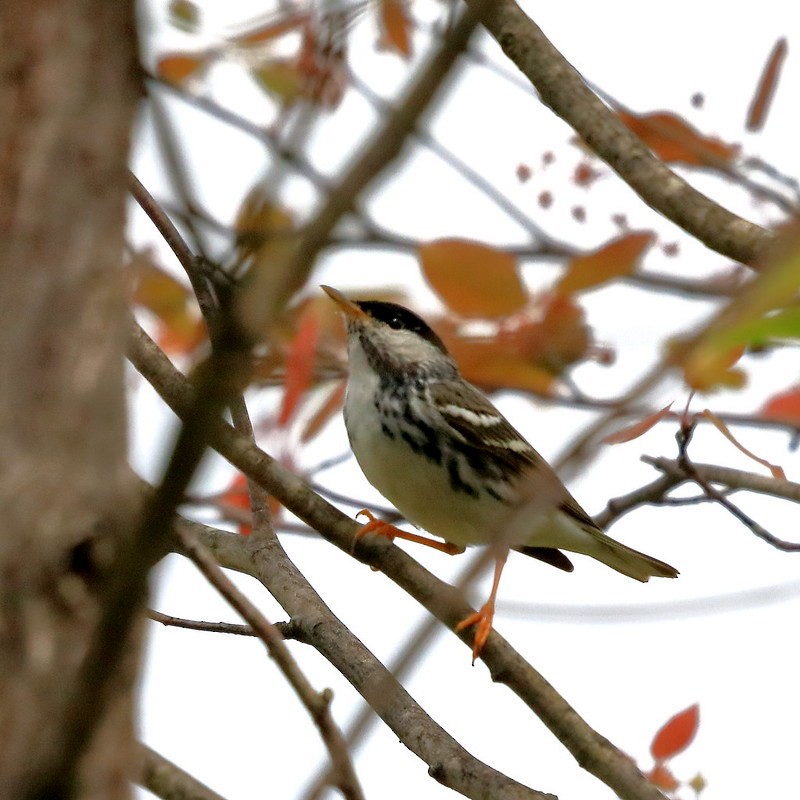 Blackpoll Warbler - Dave Keith