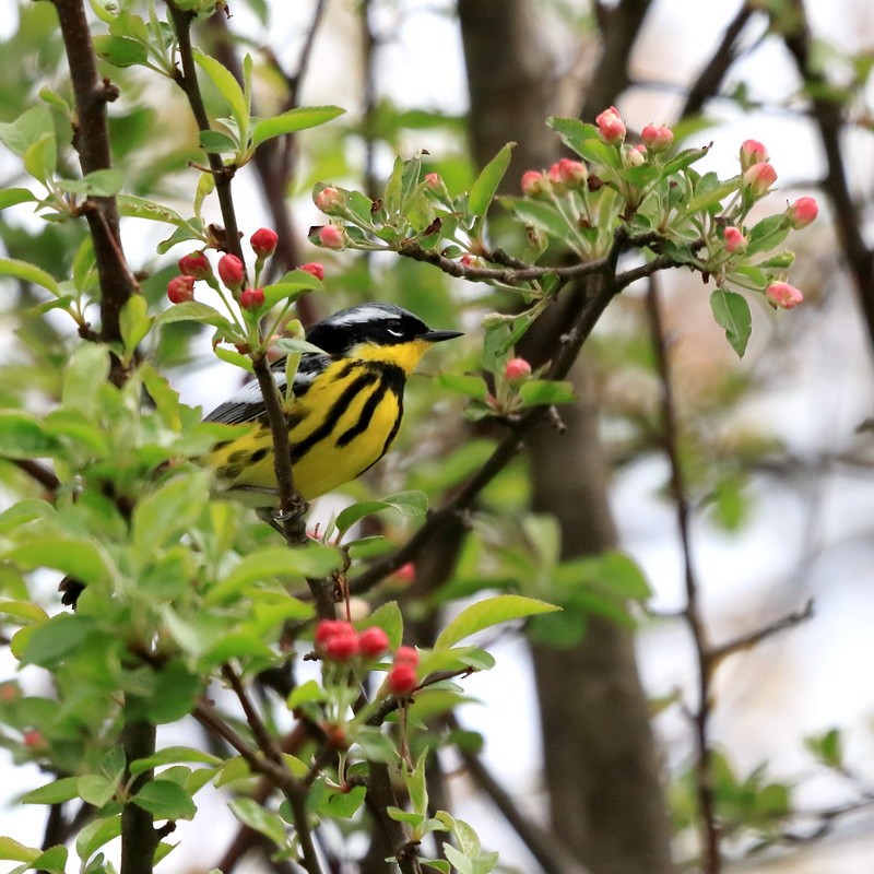 Magnolia Warbler - Dave Keith