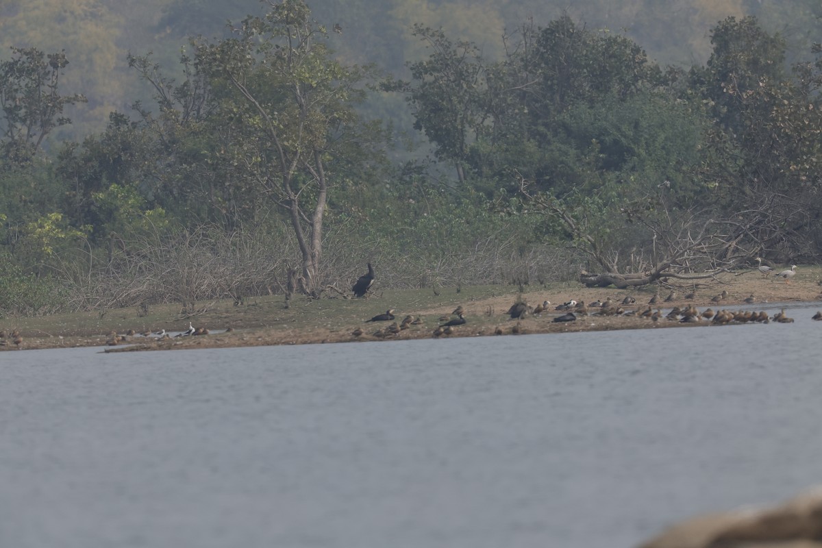 Black Stork - ML614012961