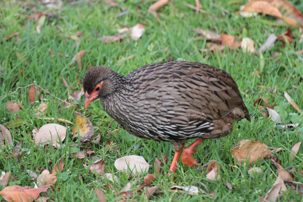 Red-necked Spurfowl - ML614012967