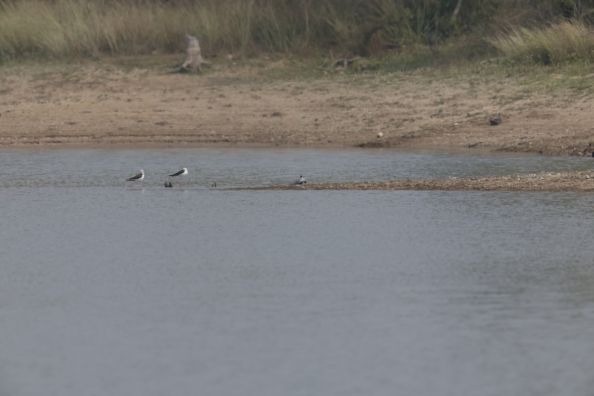 Black-bellied Tern - ML614012996