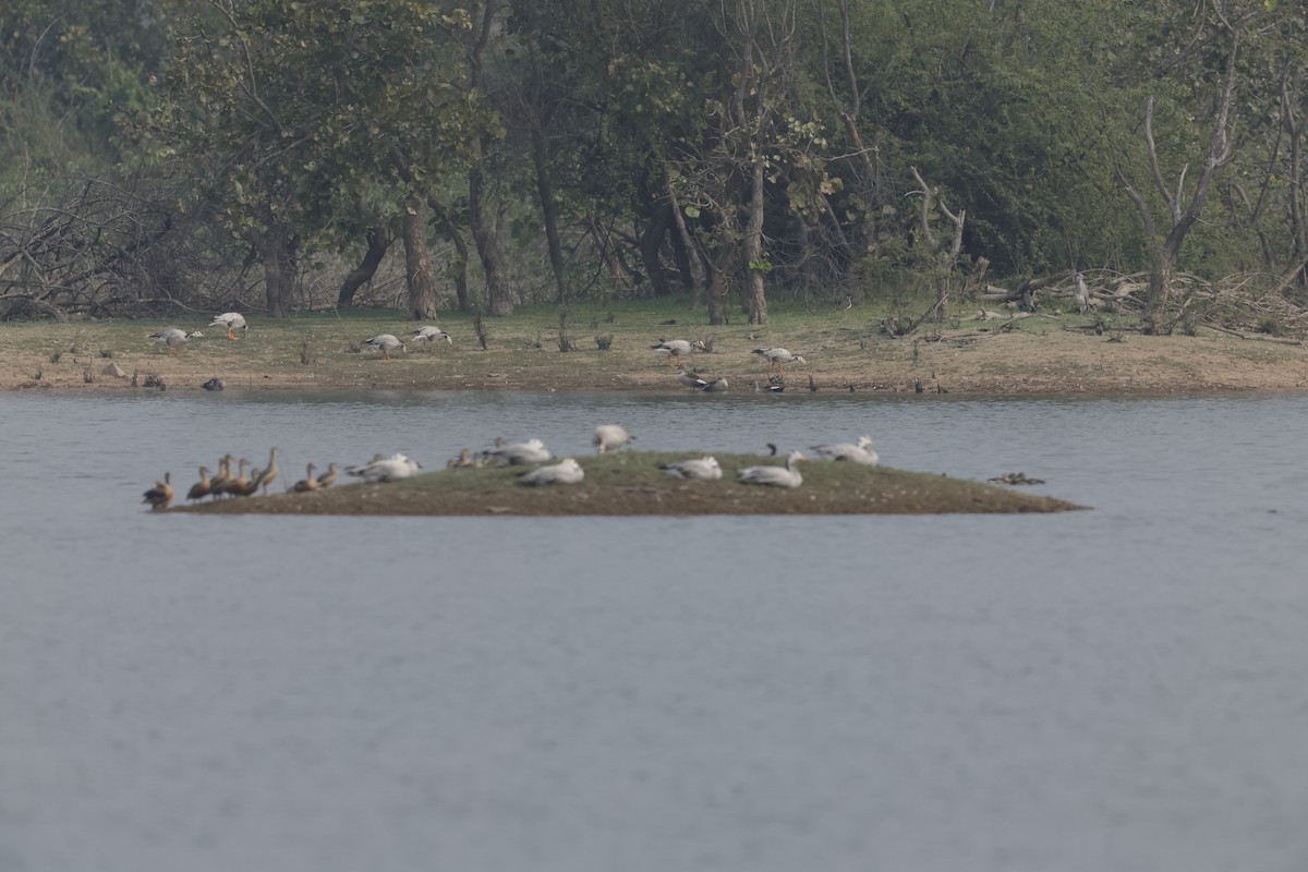 Bar-headed Goose - ML614013010