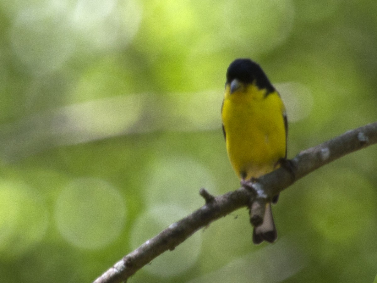 Lesser Goldfinch - ML614013011